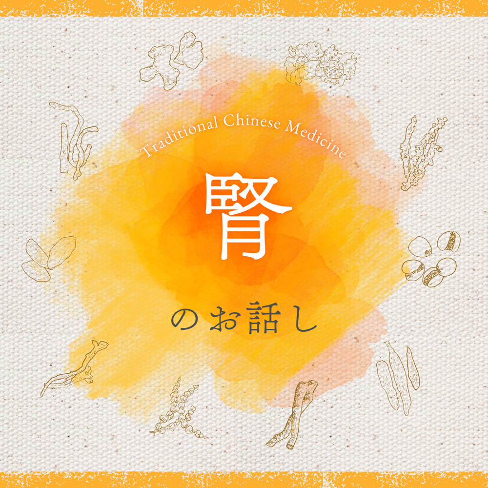 漢方の腎について